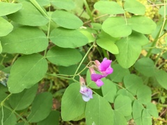 Lathyrus polyphyllus