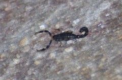 Uroplectes flavoviridis