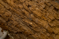 Dolomedes tenebrosus