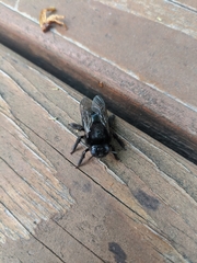 Xylocopa tabaniformis androleuca