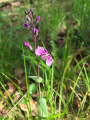 Streptanthus maculatus