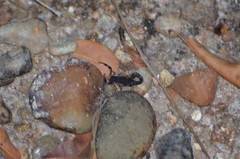 Uroplectes flavoviridis