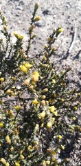 Marasmodes spinosa