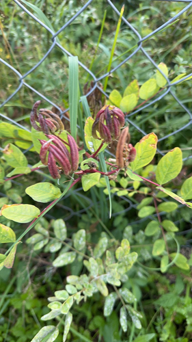 Wild Liquorice