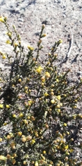 Marasmodes spinosa