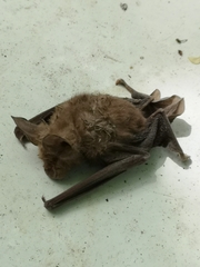 Rhinolophus ferrumequinum