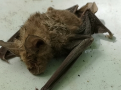 Rhinolophus ferrumequinum