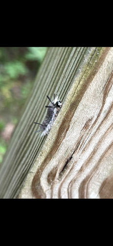 Banded Tussock Moth