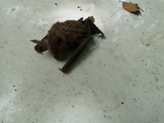 Rhinolophus ferrumequinum