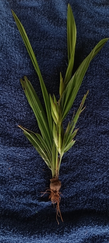 Cipura paludosa