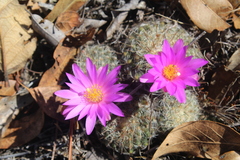 Mammillaria deherdtiana dodsonii