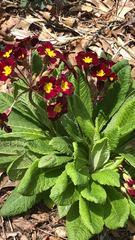 Primula vulgaris