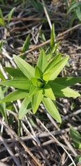 Lilium michiganense