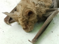 Rhinolophus ferrumequinum