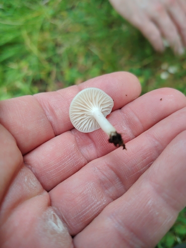 Snowy Waxcap