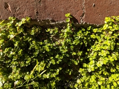 Soleirolia