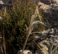 Stipa arabica