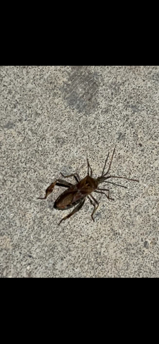 Western Conifer Seed Bug