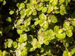 Soleirolia