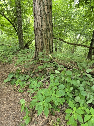 small balsam
