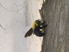 Xylocopa ruficornis