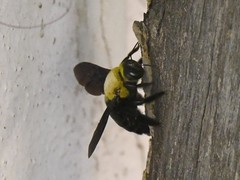Xylocopa ruficornis
