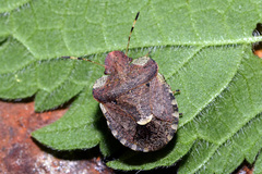 Dyroderes umbraculatus