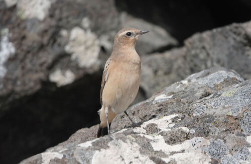 Northern Wheatear