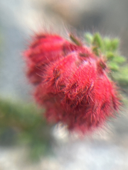 Erica cerinthoides, photograph (c) André Deschodt, some rights reserved (CC BY)