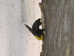 Xylocopa ruficornis