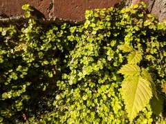 Soleirolia