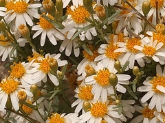 Thymophylla concinna