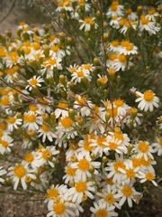 Thymophylla concinna