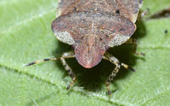 Dyroderes umbraculatus