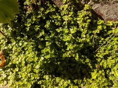 Soleirolia
