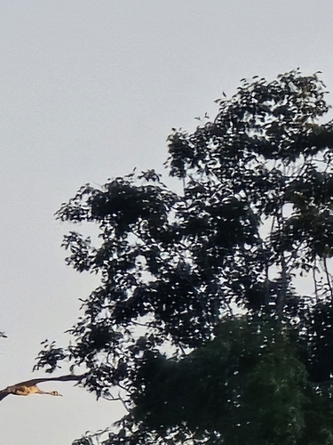 Common Crane