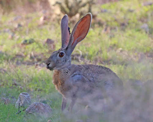 Antelope Jackrabbit observed by dutchjohn