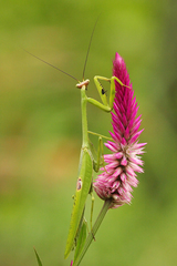 Stagmatoptera binotata