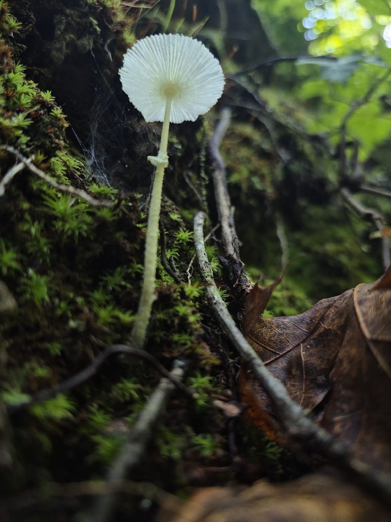 Fragile Dapperling · August 2026 · photo: Photo: (c) Nina Grauley, some rights reserved (CC BY) · iNaturalist