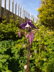 Aquilegia vulgaris
