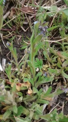 Myosotis ramosissima