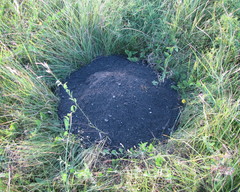 Spalax microphthalmus