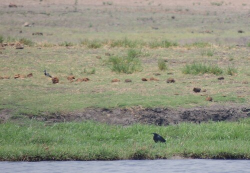 iNaturalist image