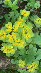 Chrysosplenium alternifolium