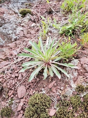 Oenothera argillicola