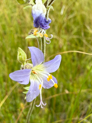 Polemonium occidentale, photograph 1