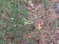 Biscutella valentina