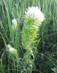 Melampyrum argyrocomum