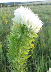 Melampyrum argyrocomum