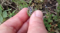 Myosotis ramosissima